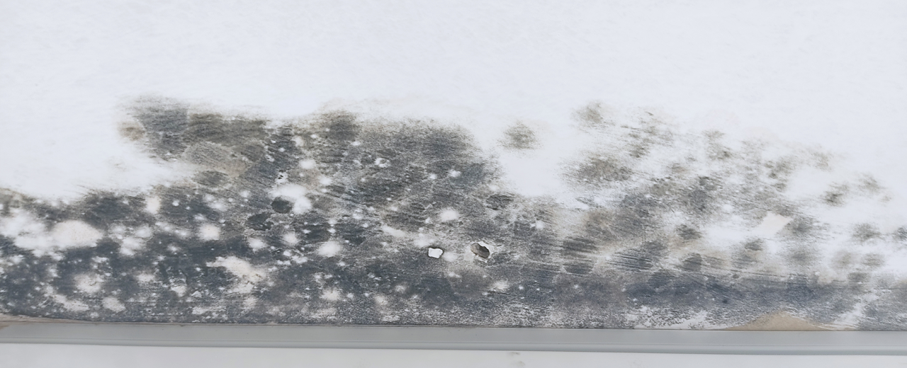 ¿Problemas de humedad? Los ventiladores de techo son la solución.